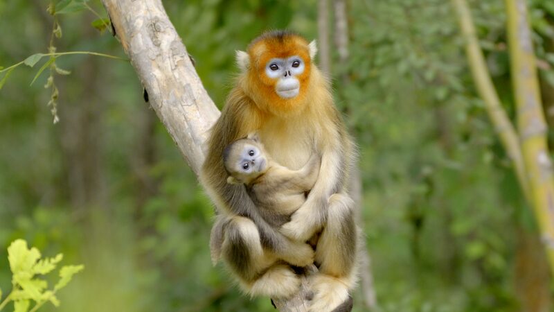 Guarding_Sichuan_s_Golden_Monkeys__Tang_Yulin_s_Inspiring_Journey_poster - News for amigos, by amigos Guarding_Sichuan_s_Golden_Monkeys__Tang_Yulin_s_Inspiring_Journey video poster