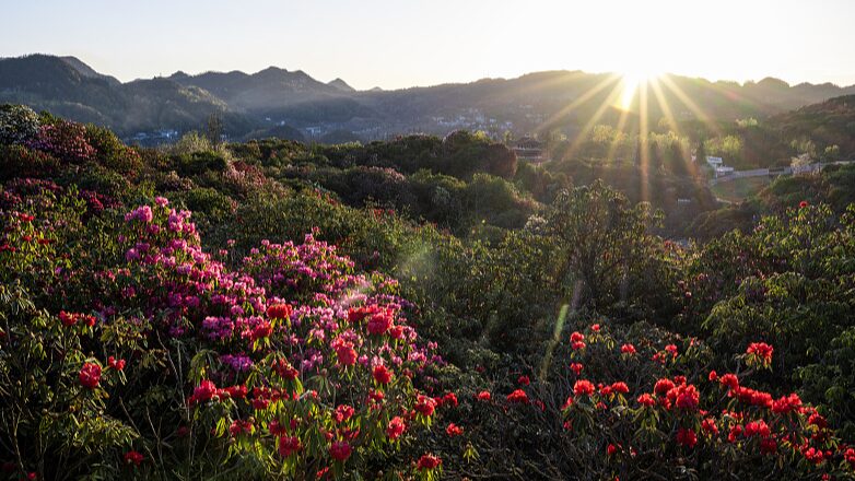 Guizhou_s_Baili_Azalea_Nature_Reserve_Blooms_Into_a_Sea_of_Color__ - News for amigos, by amigos Guizhou_s_Baili_Azalea_Nature_Reserve_Blooms_Into_a_Sea_of_Color__