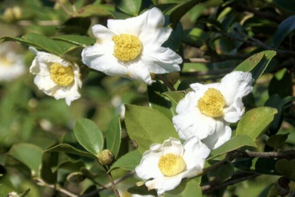 Guizhou’s Fragrant Camellia Blossoms Signal Harvest 🌸⛰️ Guizhou_s_Fragrant_Camellia_Blossoms_Signal_Harvest____ video poster