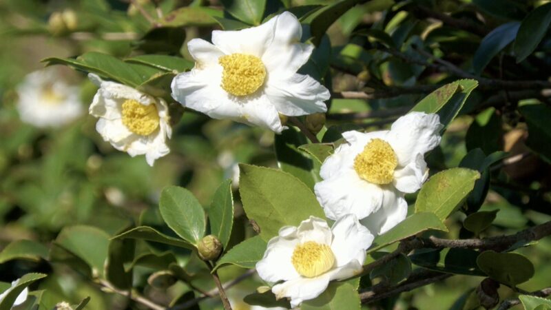 Guizhou_s_Fragrant_Camellia_Blossoms_Signal_Harvest_____poster - News for amigos, by amigos Guizhou_s_Fragrant_Camellia_Blossoms_Signal_Harvest____ video poster