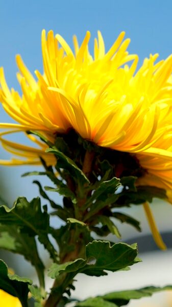 Guizhou_s_Golden_Hills__A_Blossoming_Autumn_Spectacle_poster - News for amigos, by amigos Guizhou_s_Golden_Hills__A_Blossoming_Autumn_Spectacle video poster