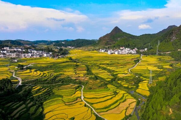 Guizhou’s Guojiawan Village Shines with Golden Rice Harvest 🌾✨ Guizhou_s_Guojiawan_Village_Shines_with_Golden_Rice_Harvest___
