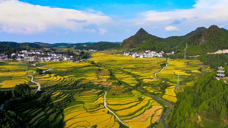 Guizhou_s_Guojiawan_Village_Shines_with_Golden_Rice_Harvest___ - News for amigos, by amigos Guizhou_s_Guojiawan_Village_Shines_with_Golden_Rice_Harvest___