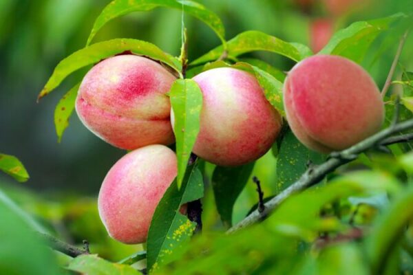 Guizhou’s Stone Mountains Burst with Juicy Peaches this Harvest Season 🍑 Guizhou_s_Stone_Mountains_Burst_with_Juicy_Peaches_this_Harvest_Season__