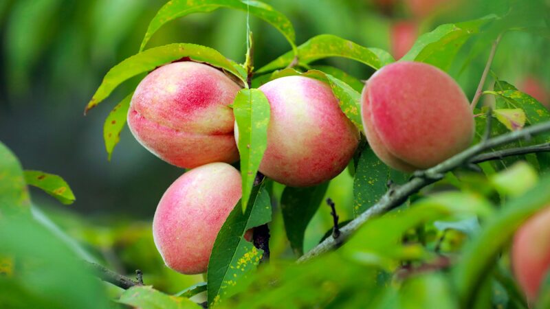 Guizhou_s_Stone_Mountains_Burst_with_Juicy_Peaches_this_Harvest_Season__