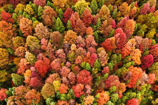 Guizhou’s Winter Forest: A Spectacle of Vibrant Colors Guizhou_s_Winter_Forest__A_Spectacle_of_Vibrant_Colors video poster