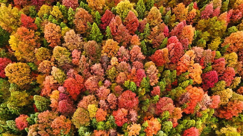 Guizhou_s_Winter_Forest__A_Spectacle_of_Vibrant_Colors_poster - News for amigos, by amigos Guizhou_s_Winter_Forest__A_Spectacle_of_Vibrant_Colors video poster