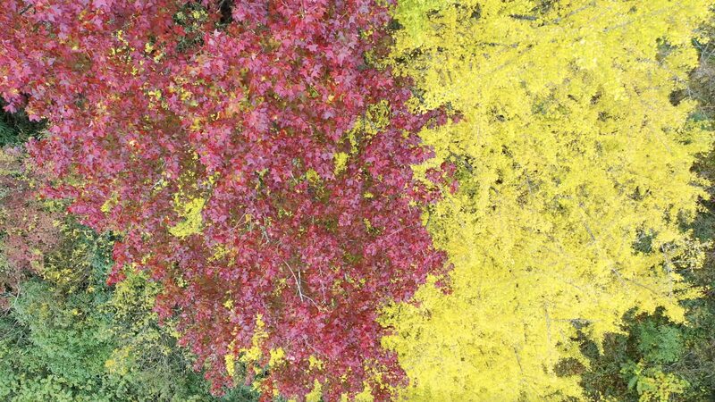 Guizhou_s__Husband_and_Wife__Trees_Dazzle_with_Golden_and_Red_Foliage_poster - News for amigos, by amigos Guizhou_s__Husband_and_Wife__Trees_Dazzle_with_Golden_and_Red_Foliage video poster