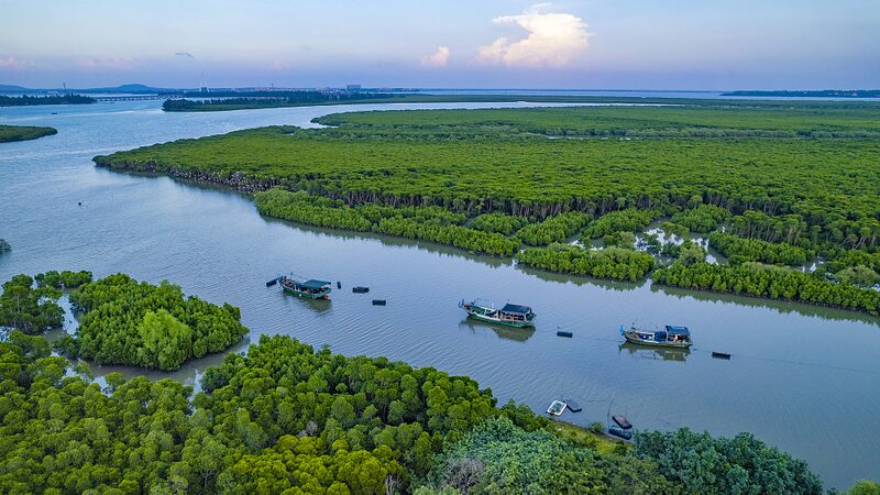 Hainan_s_Mangrove_Comeback__A_Green_Revival___poster - News for amigos, by amigos Hainan_s_Mangrove_Comeback__A_Green_Revival__ video poster