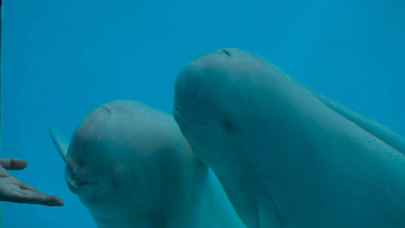 Hanbao_Turns_3__A_Porpoise_with_a_Purpose___ video poster