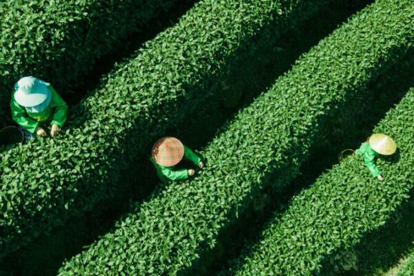 Hangzhou’s Precious Spring Harvest: Mingqian Cha Tea Picking Begins 🌱 Hangzhou_s_Precious_Spring_Harvest__Mingqian_Cha_Tea_Picking_Begins__