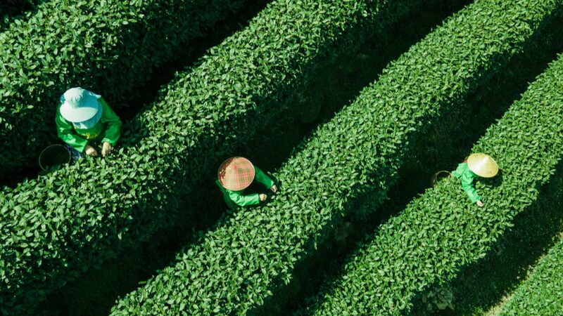 Hangzhou_s_Precious_Spring_Harvest__Mingqian_Cha_Tea_Picking_Begins__