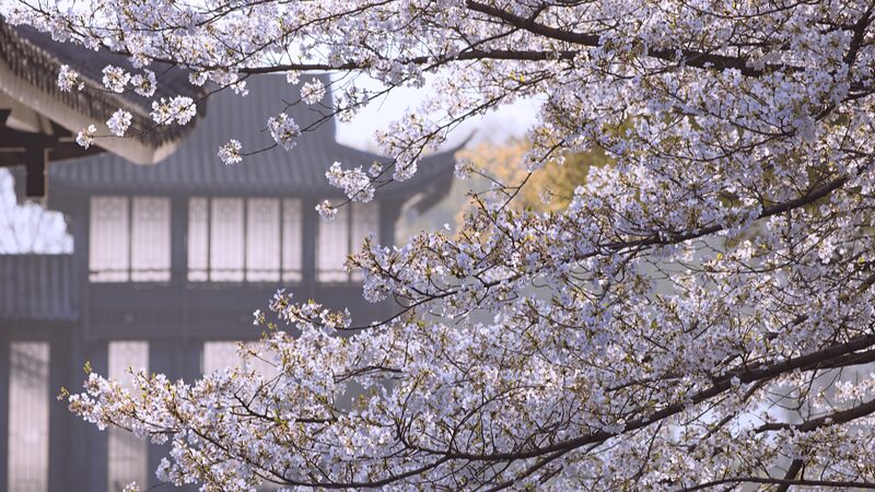 Hangzhou_s_Quyuan_Fenghe_Park__Where_Cherry_Blossoms_Meet_Ancient_Traditions__