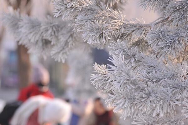 Harbin’s Winter Wonderland: Crowds Flock to Stunning Songhua River Scenery ❄️ Harbin_s_Winter_Wonderland__Crowds_Flock_to_Stunning_Songhua_River_Scenery___