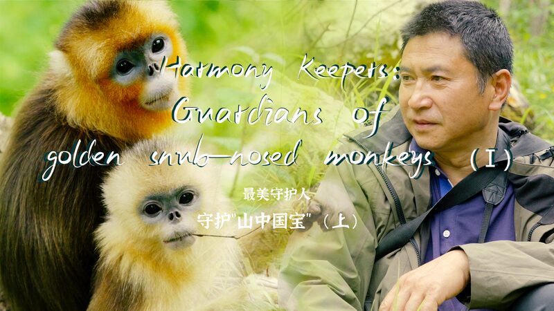 Harmony_Keepers__Tang_Yulin_s_Journey_with_Golden_Snub_Nosed_Monkeys_poster - News for amigos, by amigos Harmony_Keepers__Tang_Yulin_s_Journey_with_Golden_Snub_Nosed_Monkeys video poster