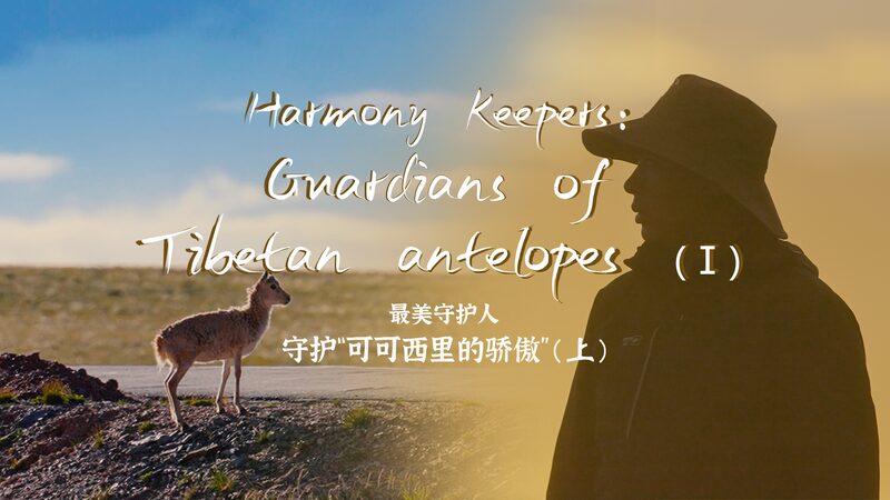 Harmony_Keepers__The_Rangers_Safeguarding_Tibetan_Antelopes___poster - News for amigos, by amigos Harmony_Keepers__The_Rangers_Safeguarding_Tibetan_Antelopes__ video poster