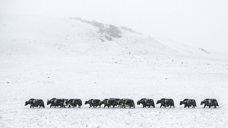 Harsh_Winter__Dzud__Claims_Over_667_000_Livestock_in_Mongolia____ - News for amigos, by amigos Harsh_Winter__Dzud__Claims_Over_667_000_Livestock_in_Mongolia____
