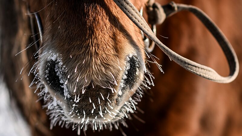 Harsh_Winter_in_Mongolia_Claims_Over_1_5_Million_Livestock____ - News for amigos, by amigos Harsh_Winter_in_Mongolia_Claims_Over_1_5_Million_Livestock____