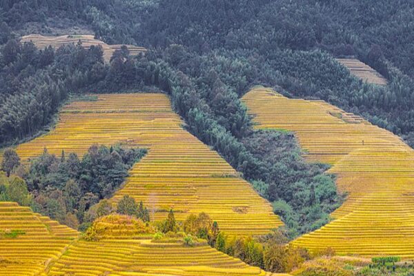 Harvest Season Magic: Longji’s Golden Rice Terraces Shine Bright Harvest_Season_Magic__Longji_s_Golden_Rice_Terraces_Shine_Bright