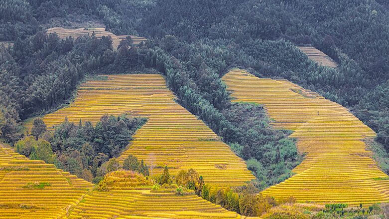 Harvest_Season_Magic__Longji_s_Golden_Rice_Terraces_Shine_Bright - News for amigos, by amigos Harvest_Season_Magic__Longji_s_Golden_Rice_Terraces_Shine_Bright