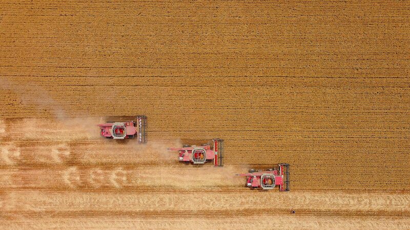 Harvest_Season_in_Henan__How_Tech_is_Boosting_China_s_Wheat_Production___poster - News for amigos, by amigos Harvest_Season_in_Henan__How_Tech_is_Boosting_China_s_Wheat_Production__ video poster