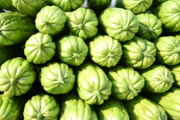 Harvest Time! Bitter Gourd Season Kicks Off in Hainan 🌿 Harvest_Time__Bitter_Gourd_Season_Kicks_Off_in_Hainan__