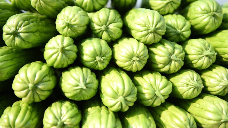 Harvest_Time__Bitter_Gourd_Season_Kicks_Off_in_Hainan__ - News for amigos, by amigos Harvest_Time__Bitter_Gourd_Season_Kicks_Off_in_Hainan__