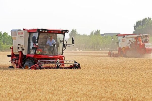 Harvest Time! China Reaps Wheat to Feed the Nation 🌾 Harvest_Time__China_Reaps_Wheat_to_Feed_the_Nation__