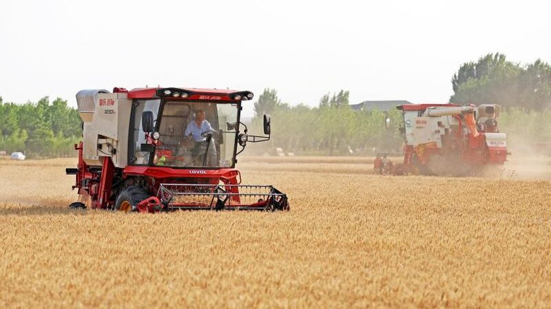 Harvest_Time__China_Reaps_Wheat_to_Feed_the_Nation__ - News for amigos, by amigos Harvest_Time__China_Reaps_Wheat_to_Feed_the_Nation__