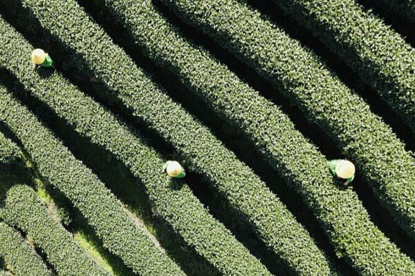 🌿 Harvest Time! West Lake’s Iconic Longjing Tea Returns to Hangzhou __Harvest_Time__West_Lake_s_Iconic_Longjing_Tea_Returns_to_Hangzhou