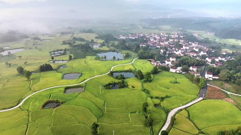 __Harvest_Time_in_Anhui__Xinglong_s_Stunning_Rice_Terraces_Shine_ video poster