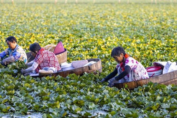 Harvesting Water Caltrops: Taizhou’s Summer Tradition Boosting Incomes Harvesting_Water_Caltrops__Taizhou_s_Summer_Tradition_Boosting_Incomes
