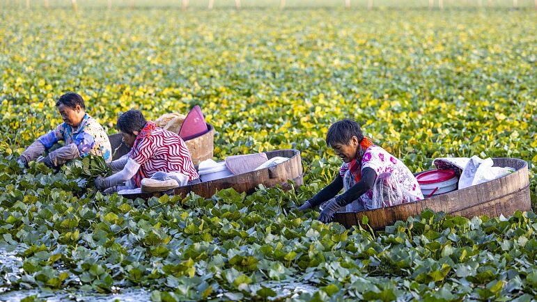 Harvesting_Water_Caltrops__Taizhou_s_Summer_Tradition_Boosting_Incomes - News for amigos, by amigos Harvesting_Water_Caltrops__Taizhou_s_Summer_Tradition_Boosting_Incomes