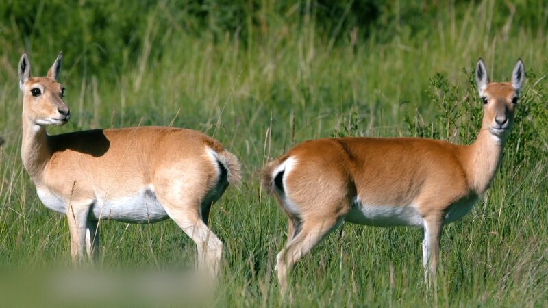 Heart_Shaped_Wonders__Przewalski_s_Gazelles_Thrive_in_Qinghai__poster - News for amigos, by amigos Heart_Shaped_Wonders__Przewalski_s_Gazelles_Thrive_in_Qinghai_ video poster