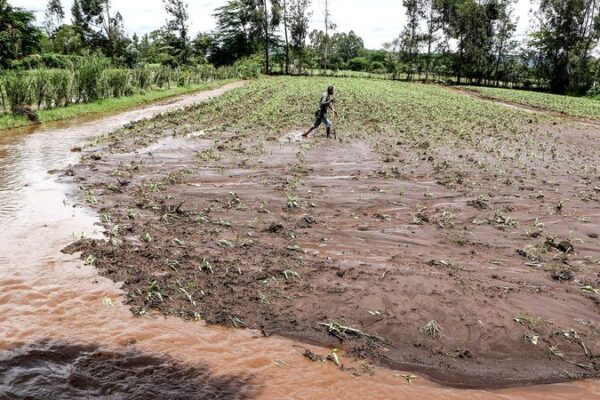 Heavy Rains Turn Kenyan Farmers’ Blessings into Nightmares Heavy_Rains_Turn_Kenyan_Farmers__Blessings_into_Nightmares
