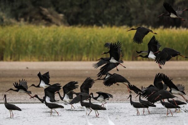 Heihe Wetland in Northwest China Becomes Migratory Bird Heaven 🐦 Heihe_Wetland_in_Northwest_China_Becomes_Migratory_Bird_Heaven__