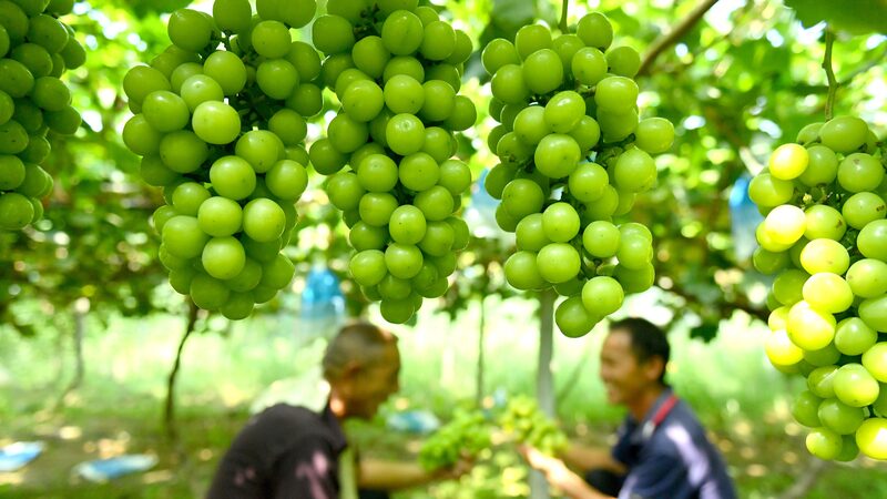 Henan_s_Handaokou_Town_Harvests_Shine_Muscat_Grapes__Fuels_Rural_Revival___ - News for amigos, by amigos Henan_s_Handaokou_Town_Harvests_Shine_Muscat_Grapes__Fuels_Rural_Revival___
