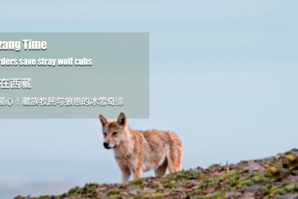 Herders in Xizang Rescue Wolf Cubs Stranded in Snow Herders_in_Xizang_Rescue_Wolf_Cubs_Stranded_in_Snow video poster