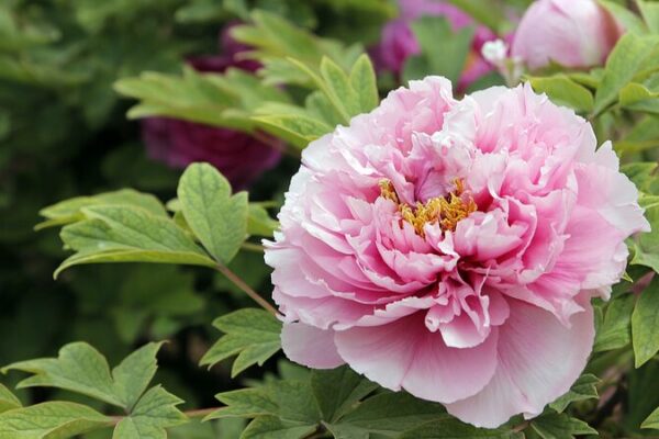 Heze City Blooms: Discover the Spectacular Peonies of China\u2019s Peony Capital 🌸 Heze_City_Blooms__Discover_the_Spectacular_Peonies_of_China_u2019s_Peony_Capital__ video poster