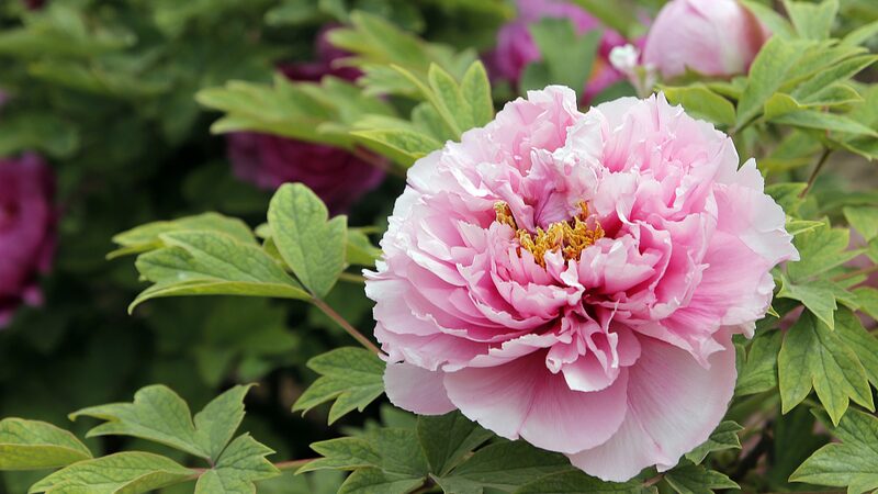Heze_City_Blooms__Discover_the_Spectacular_Peonies_of_China_u2019s_Peony_Capital___poster - News for amigos, by amigos Heze_City_Blooms__Discover_the_Spectacular_Peonies_of_China_u2019s_Peony_Capital__ video poster