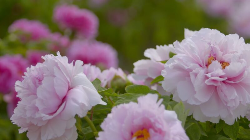 Heze_Photographer_Reveals_the_Magic_of_Peonies_Blooming____poster - News for amigos, by amigos Heze_Photographer_Reveals_the_Magic_of_Peonies_Blooming___ video poster