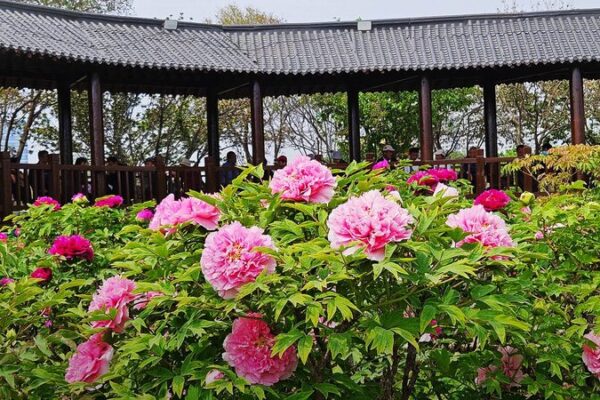 Heze’s Peonies Bloom Worldwide: A Veteran’s Homecoming Sparks Inspiration 🌸 Heze_s_Peonies_Bloom_Worldwide__A_Veteran_s_Homecoming_Sparks_Inspiration__