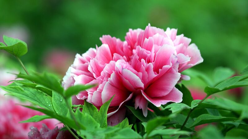 Heze_s_Peony_Paradise__A_Blooming_Festival_You_Can_t_Miss___poster - News for amigos, by amigos Heze_s_Peony_Paradise__A_Blooming_Festival_You_Can_t_Miss__ video poster
