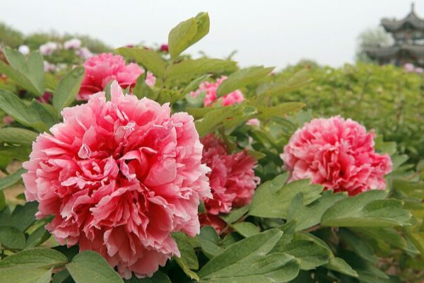 Heze’s Peony Paradise: A Blooming Spectacle You Can’t Miss! 🌸 Heze_s_Peony_Paradise__A_Blooming_Spectacle_You_Can_t_Miss___ video poster
