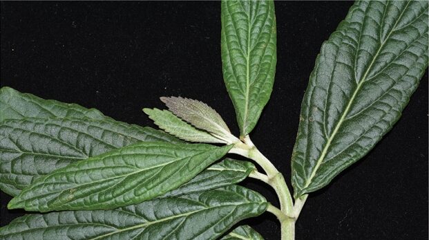 Hidden_Gem__New_Plant_Species_Discovered_in_China_s_Guangdong_Province - News for amigos, by amigos __Hidden_Gem__New_Plant_Species_Discovered_in_China_s_Guangdong_Province