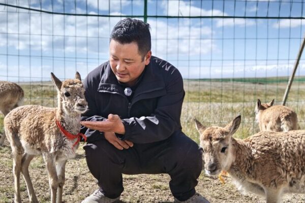 Highland Heroes: The “Tibetan Antelope Kindergarten” Saving Lives in Qinghai Highland_Heroes__The__Tibetan_Antelope_Kindergarten__Saving_Lives_in_Qinghai