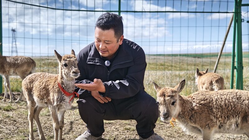 Highland_Heroes__The__Tibetan_Antelope_Kindergarten__Saving_Lives_in_Qinghai - News for amigos, by amigos Highland_Heroes__The__Tibetan_Antelope_Kindergarten__Saving_Lives_in_Qinghai