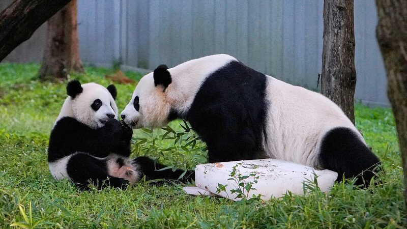 Home_Sweet_Home__Panda_Trio_Xiao_Qi_Ji__Mei_Xiang__and_Tiantian_Arrive_in_Chengdu - News for amigos, by amigos Home_Sweet_Home__Panda_Trio_Xiao_Qi_Ji__Mei_Xiang__and_Tiantian_Arrive_in_Chengdu