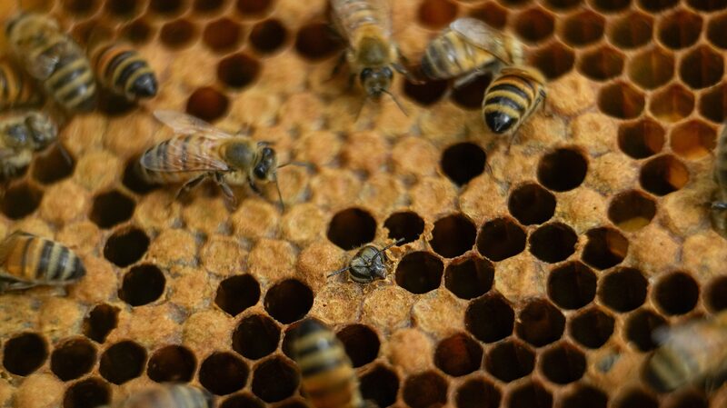Honey_Bees__The_Tiny_Heroes_Protecting_Kenyan_Farms_from_Elephants___ - News for amigos, by amigos Honey_Bees__The_Tiny_Heroes_Protecting_Kenyan_Farms_from_Elephants___