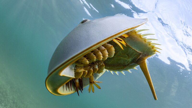 Hong_Kong_Scientists_Dive_In___to_Save_Endangered_Horseshoe_Crabs_ - News for amigos, by amigos Hong_Kong_Scientists_Dive_In___to_Save_Endangered_Horseshoe_Crabs_